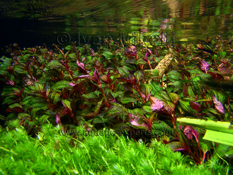 amazon aquarium backgrounds